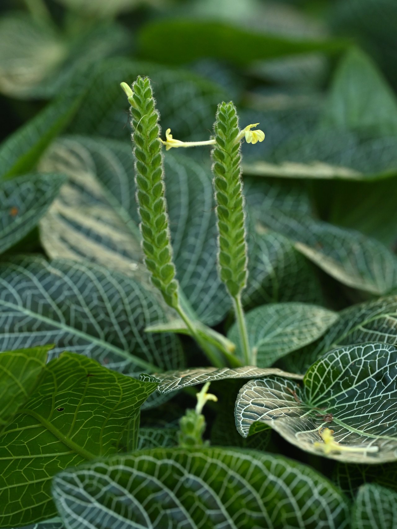 Fittonia albivenis s tmavozelenými listami žilkovanými ružovou, typická rastlina vlhkého tropického uzavretého terária
