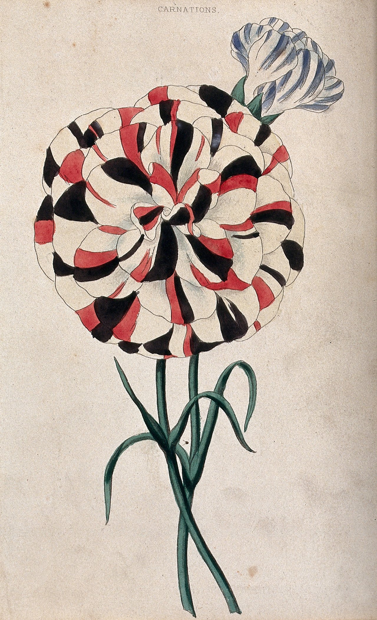 Anglická botanická tabule Dianthus caryophyllus se dvěma žíhanými květy, Wellcome Collection, ilustrace druhu, který ASPCA uvádí jako jedovatý pro kočky a psy