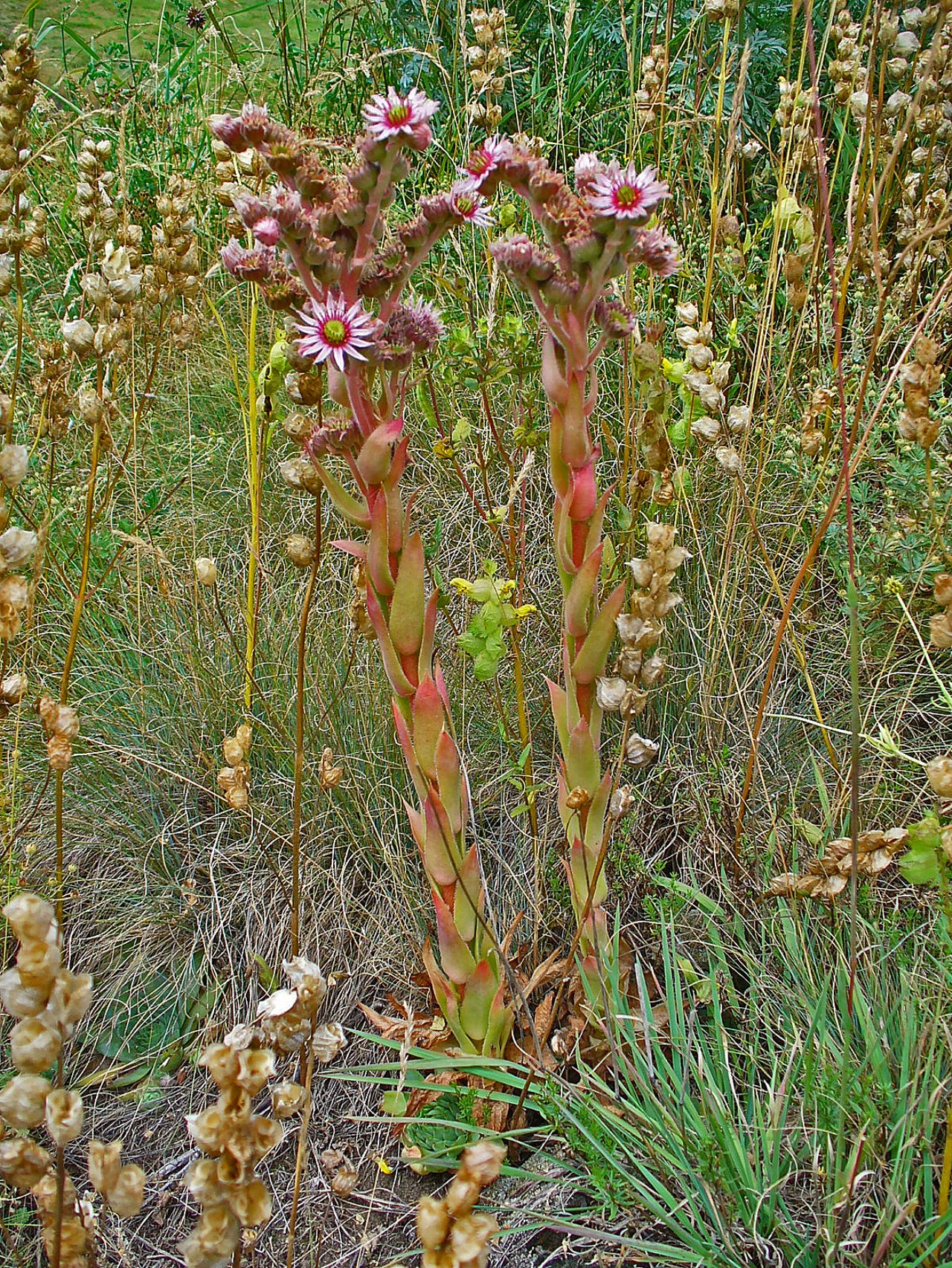 Ružice skalnice strechovej (Sempervivum tectorum) ako sukulentný pôdopokryv v štrku a škárach múrika