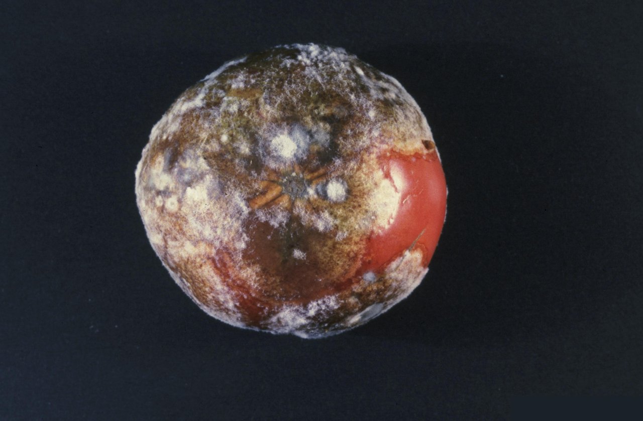Feuillage de tomate fortement atteint de mildiou, larges taches brunes huileuses qui s'étendent et dessèchent les folioles