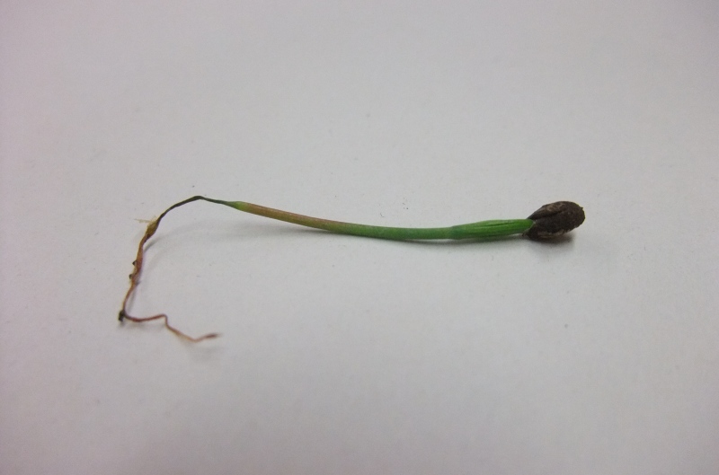 Plantule de conifère arrachée et posée à plat, tige étranglée et brunie sur la portion qui était au niveau du substrat, lésion typique de la fonte des semis