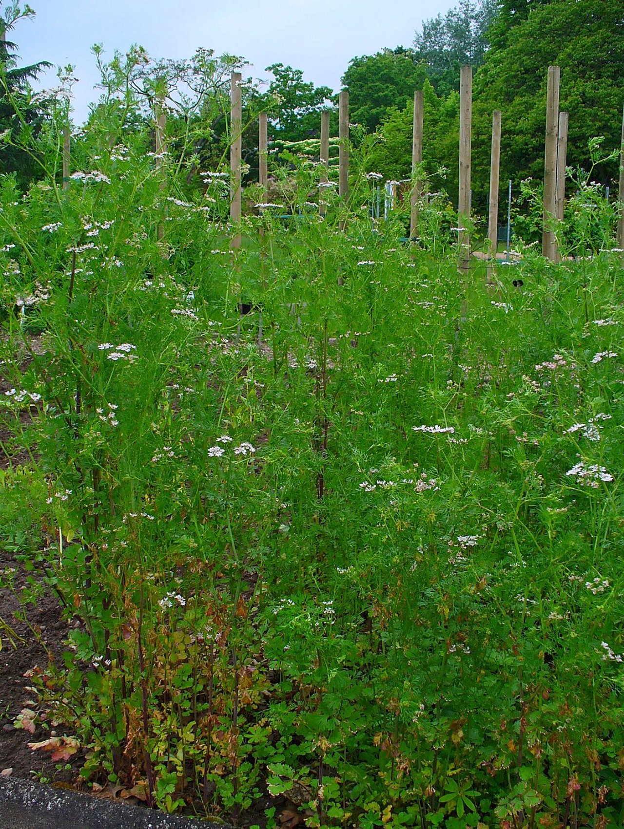 Členené listy koriandra (Coriandrum sativum) pred vybehnutím do kvetu
