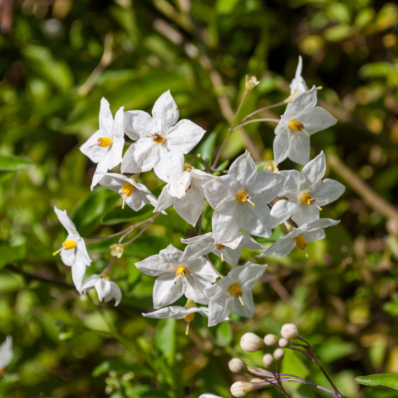 Grappes de fleurs blanches à cœur jaune de morelle faux-jasmin