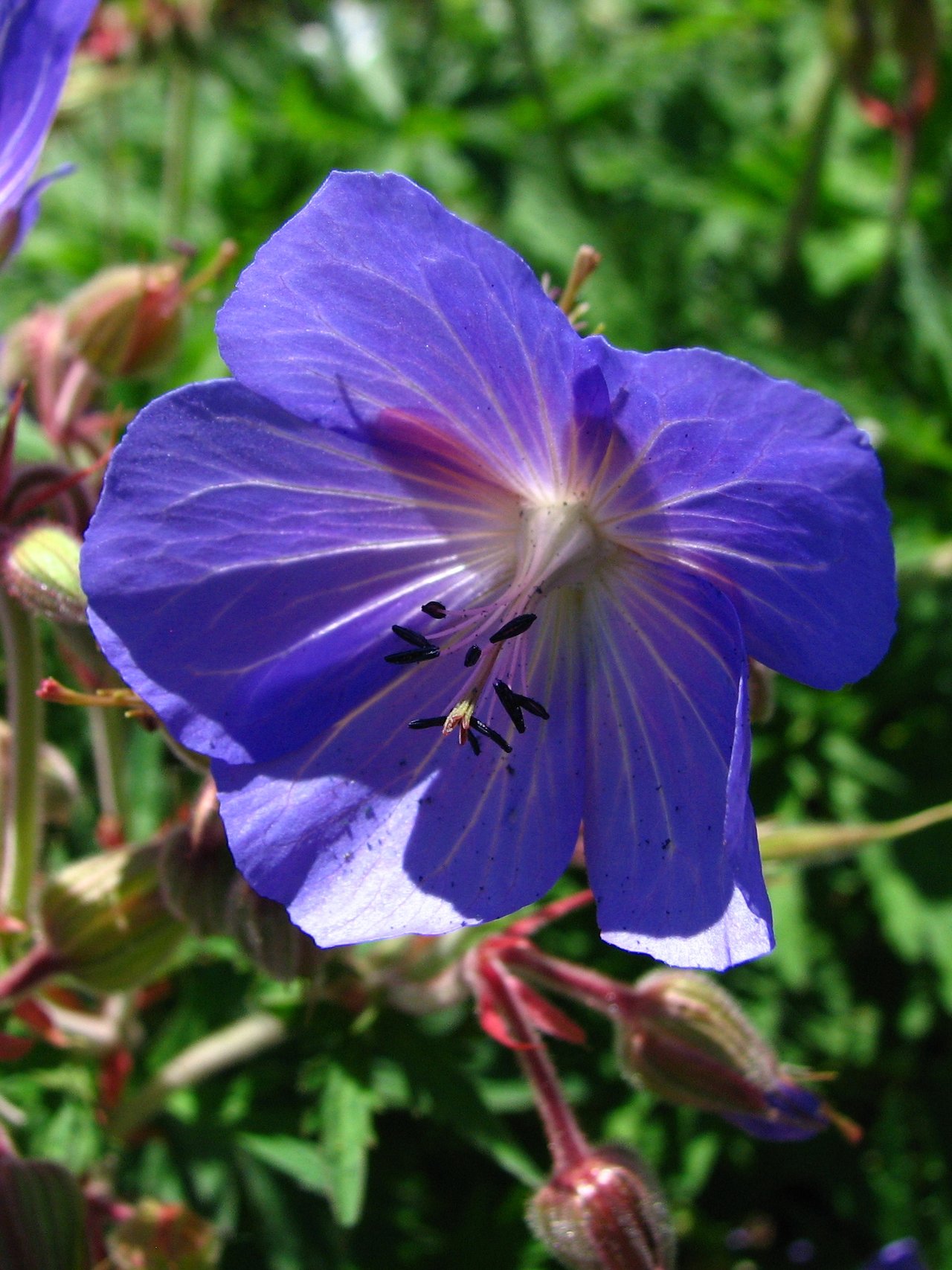 Fleurs de géranium vivace au-dessus d'un feuillage découpé