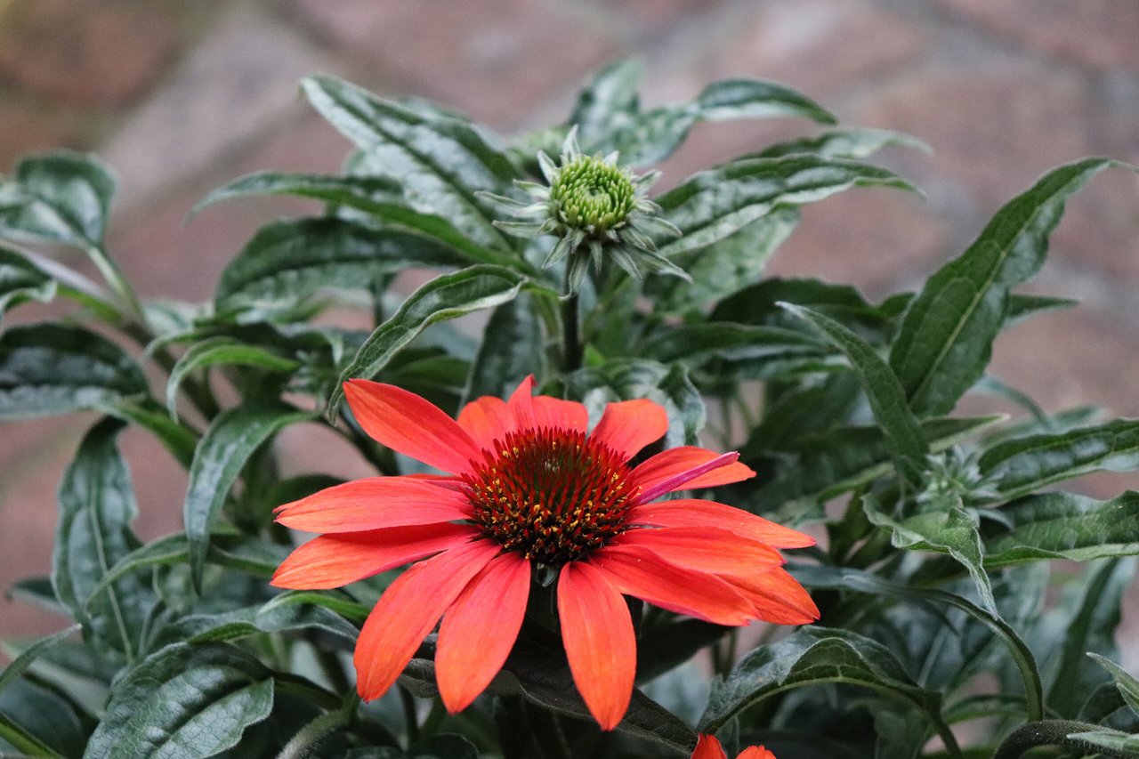 Fleur d'échinacée orange à cœur saillant