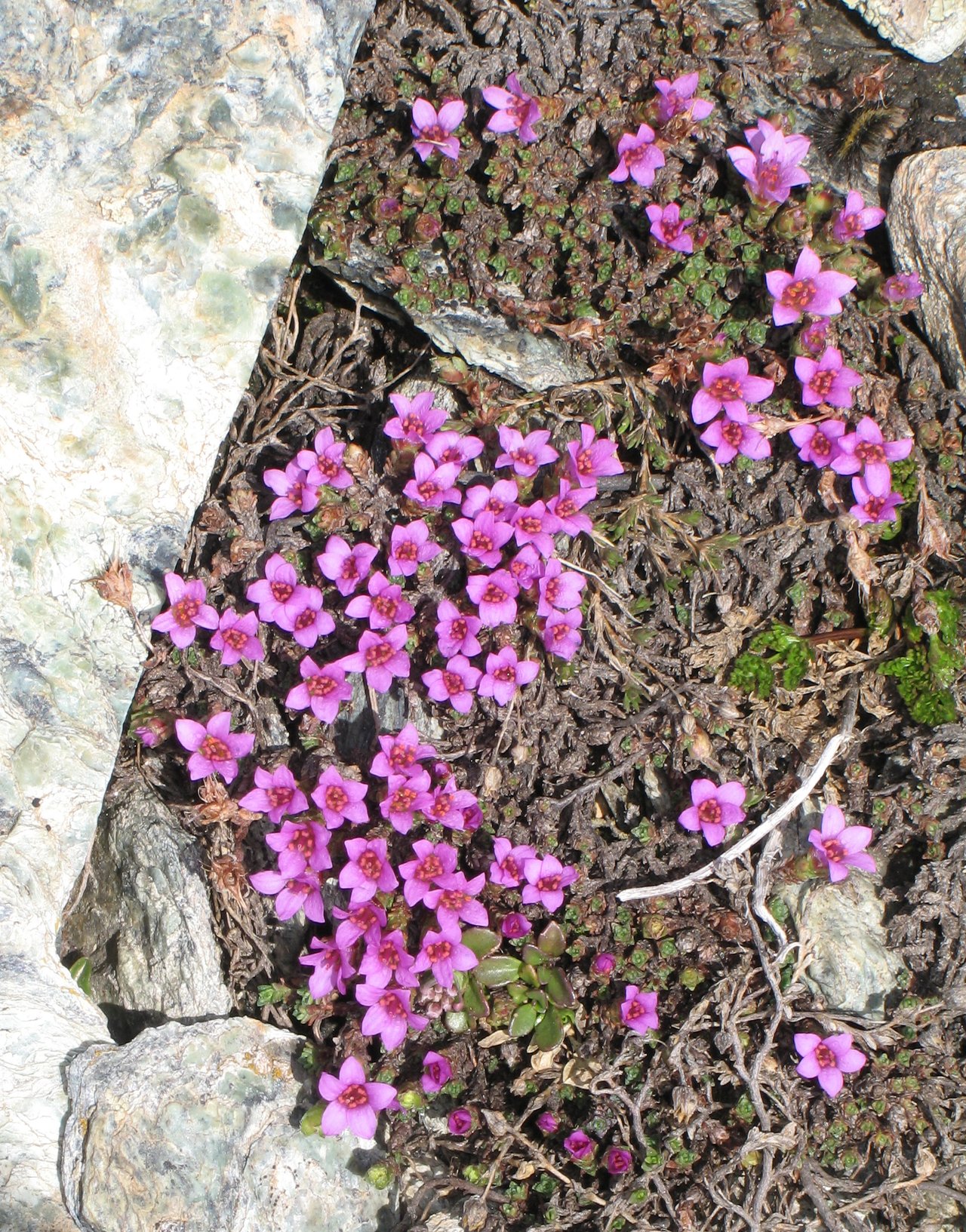 Coussin serré de saxifrage à feuilles opposées couvert de fleurs roses