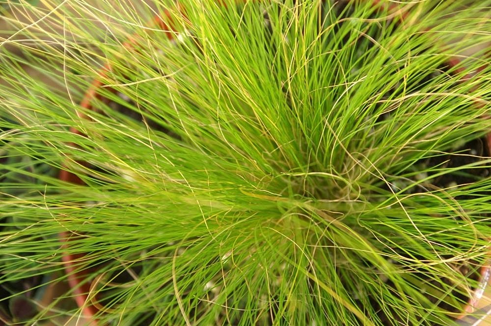 Stipa tenuissima Pony Tails v nádobě, hříva světle zelených klásků vlnící se ve větru, vzdušná tráva pro exponované balkony