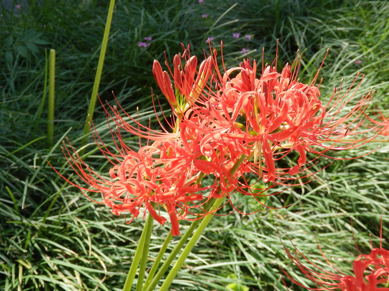 Higanbana (Lycoris radiata) v plnom šarlátovom kvete, červená pavúčia ľalia spätá s jesennou rovnodennosťou (higan) a okolím cintorínov v Japonsku.