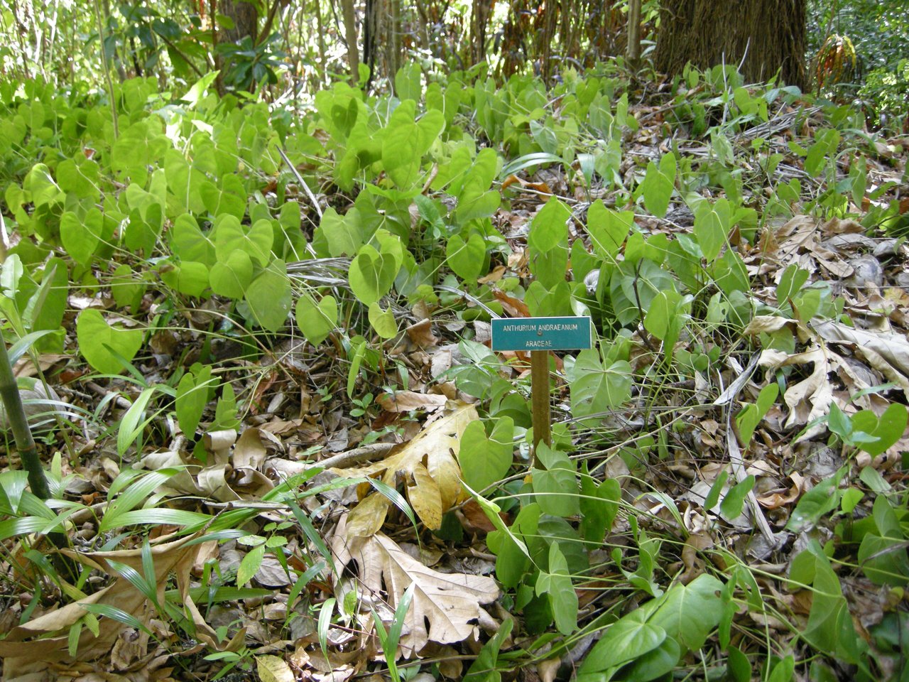 Anthurium andraeanum vigoureux aux spathes rouges et feuillage vernissé en pot