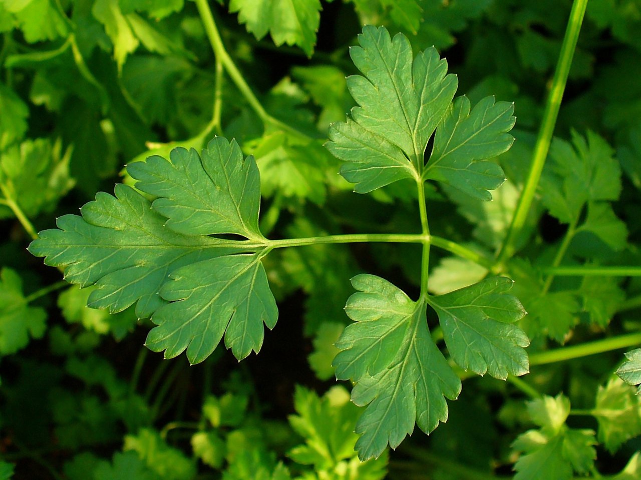 Touffe de persil frisé dense et vert vif