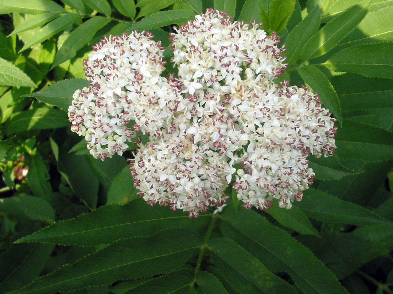 Sureau hièble (Sambucus ebulus) en fleur : herbacée à inflorescence dressée, à ne pas confondre avec le sureau noir (Sambucus nigra) qui forme un arbuste à ombelle pendante. Toxicité documentée par l'ANSES.