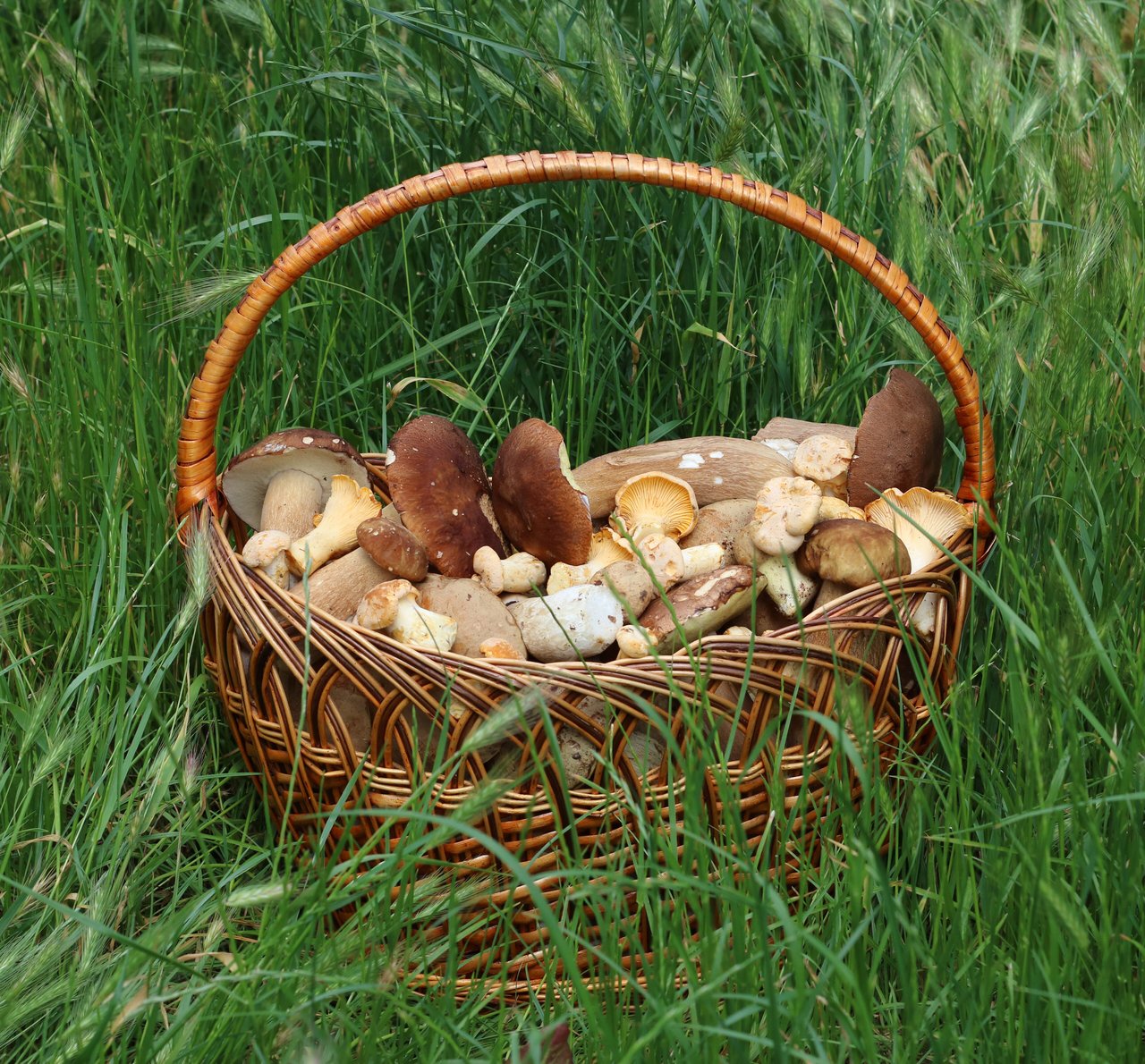 Košík mísící hřiby smrkové (Boletus edulis) a lišky obecné (Cantharellus cibarius), dvě nejhledanější houby českého podzimu.