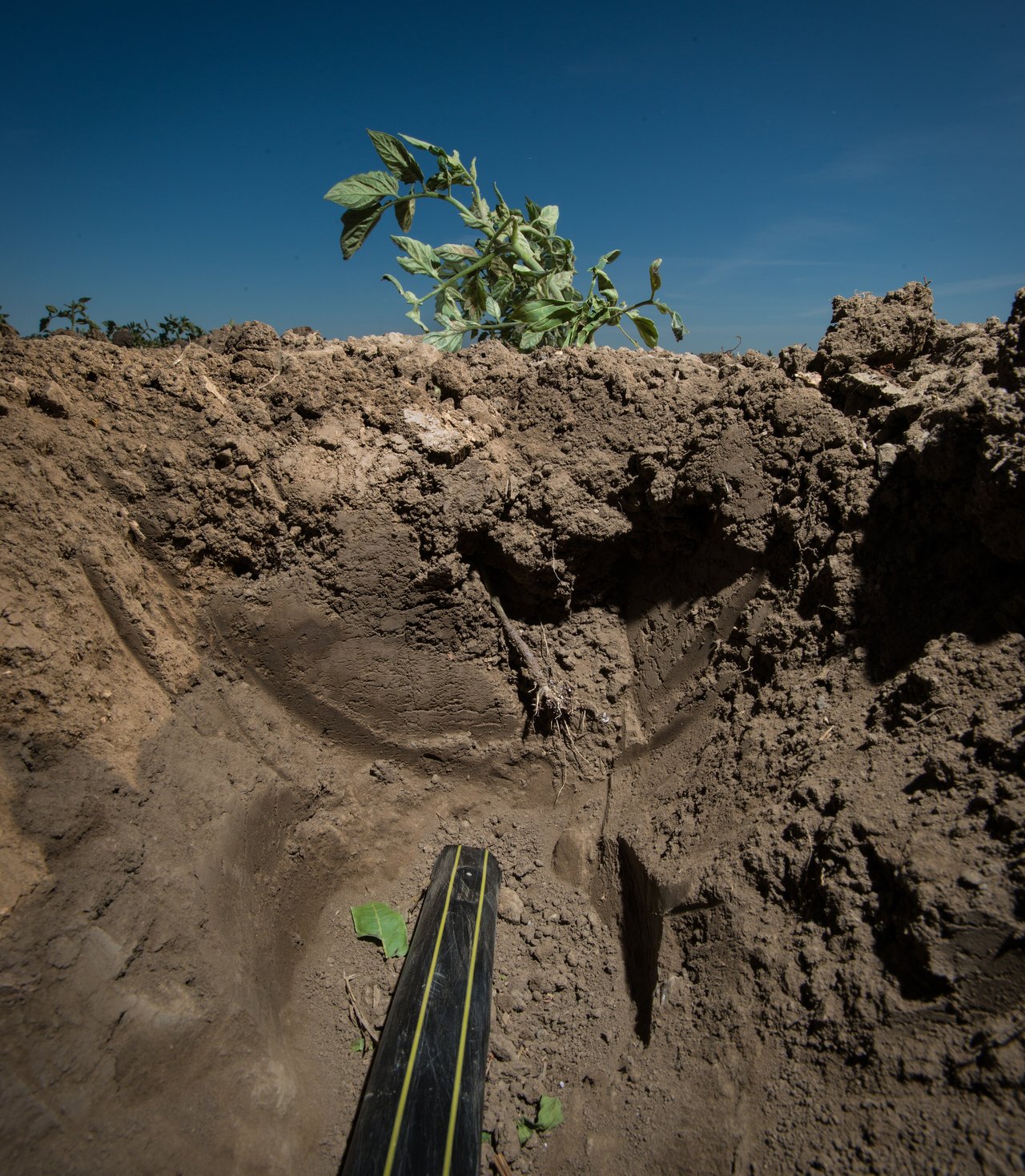 Goutteur de micro-irrigation dépose une goutte d'eau au pied d'une jeune plante en pleine terre