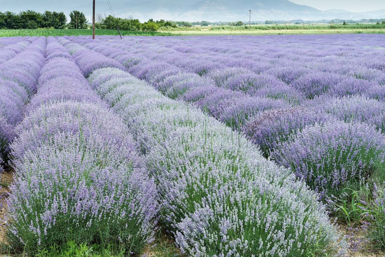 Pole kvetoucí levandule (Lavandula angustifolia), zásadní nektarodárný zdroj pro samotářské včely