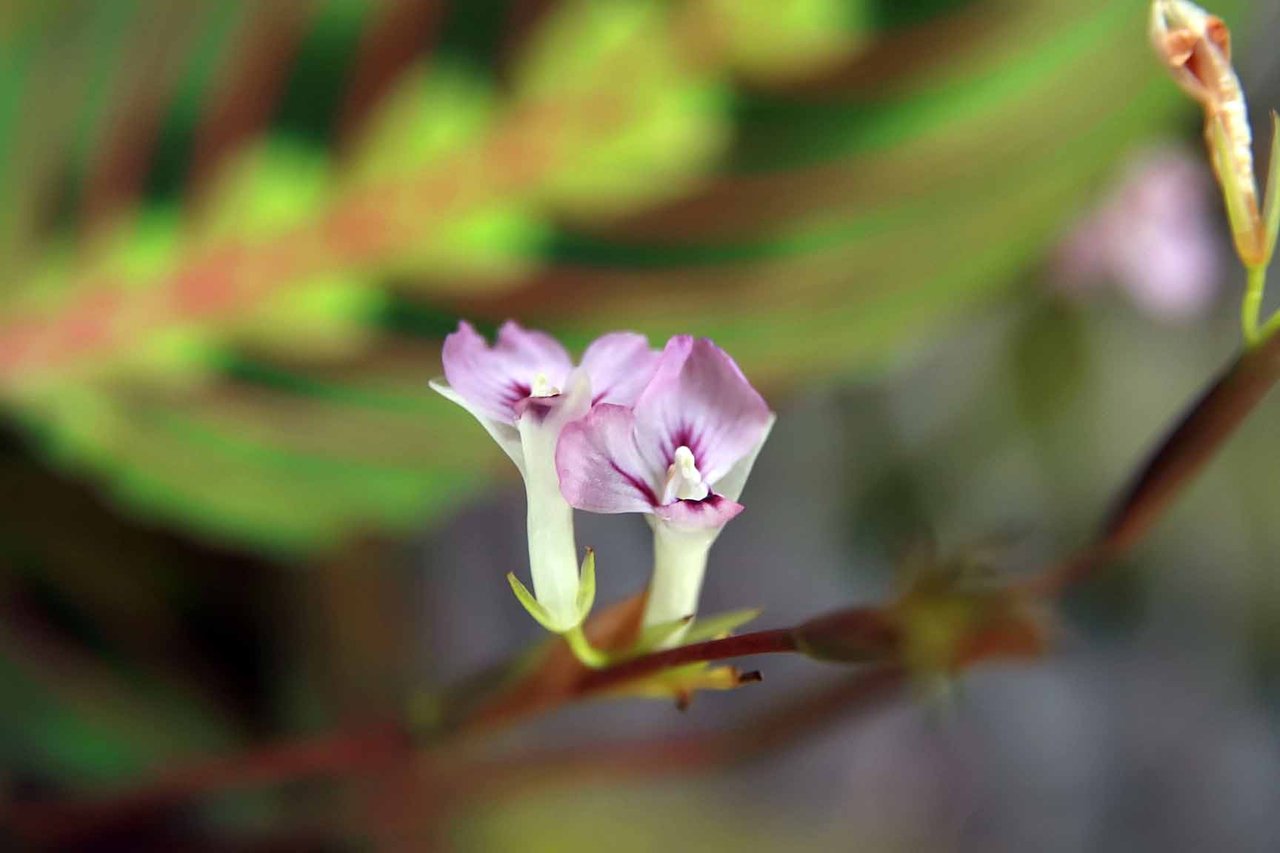 Feuilles veinées de rouge d'une Maranta leuconeura