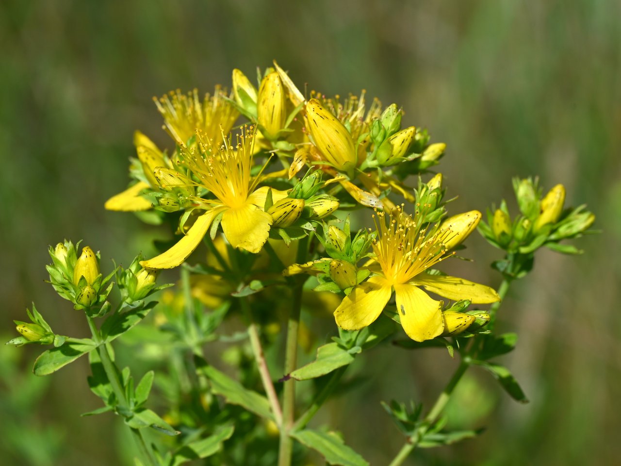 Fleurs jaunes de millepertuis perforé (Hypericum perforatum) en floraison, étamines saillantes