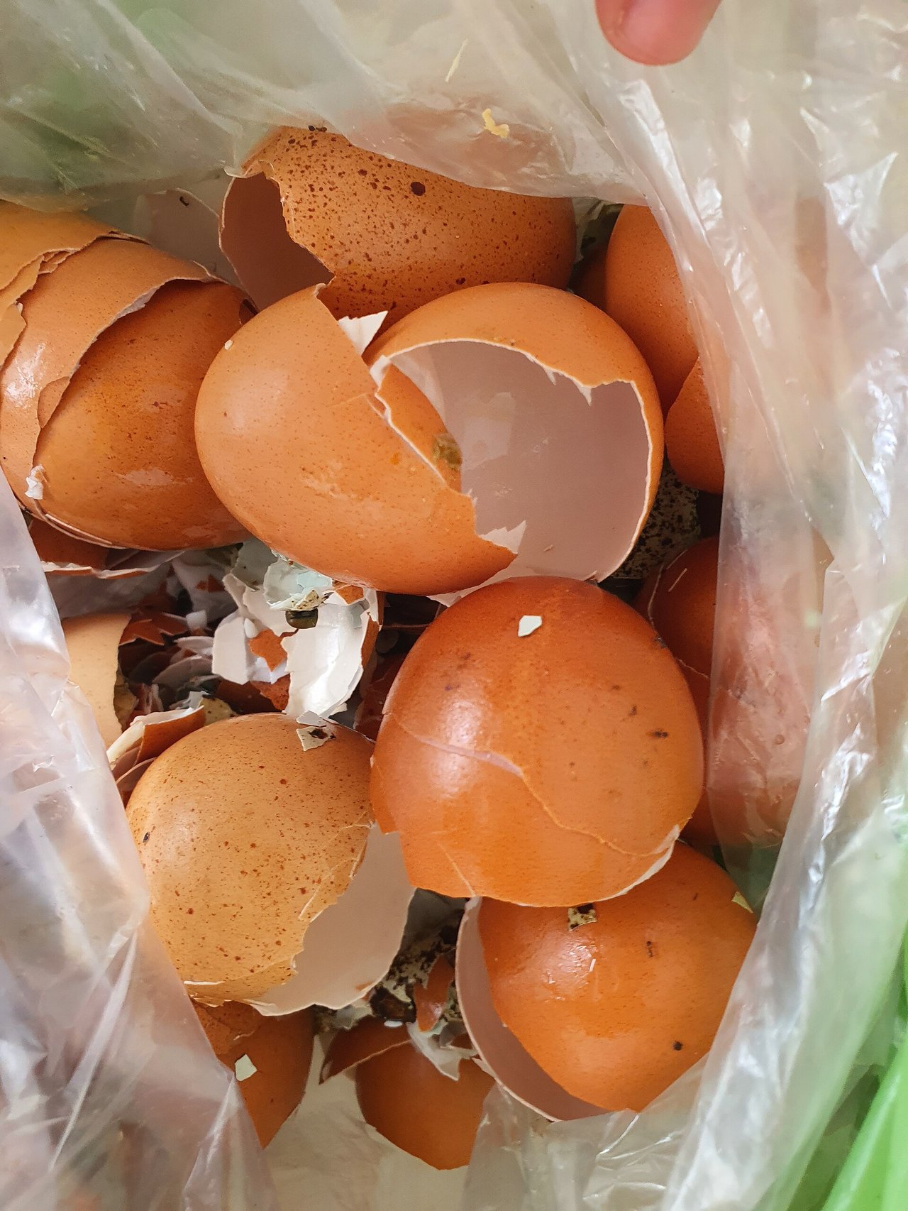 Coquilles d'œuf ajoutées comme matière minérale dans un compost