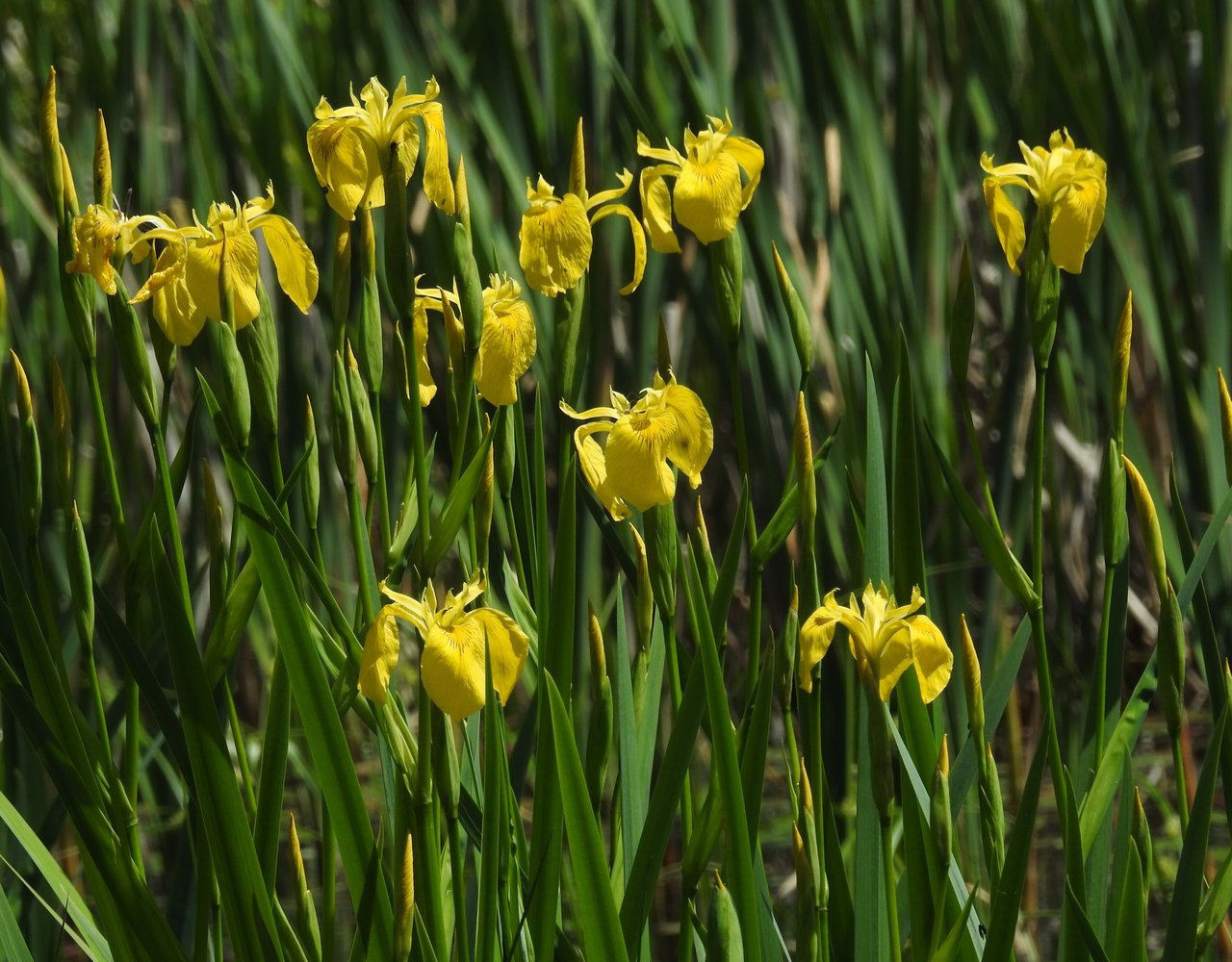 Kvitnúci žltý kosatec močiarny (Iris pseudacorus), farebný kód nádeje a druh spätý s heraldickou ľaliou