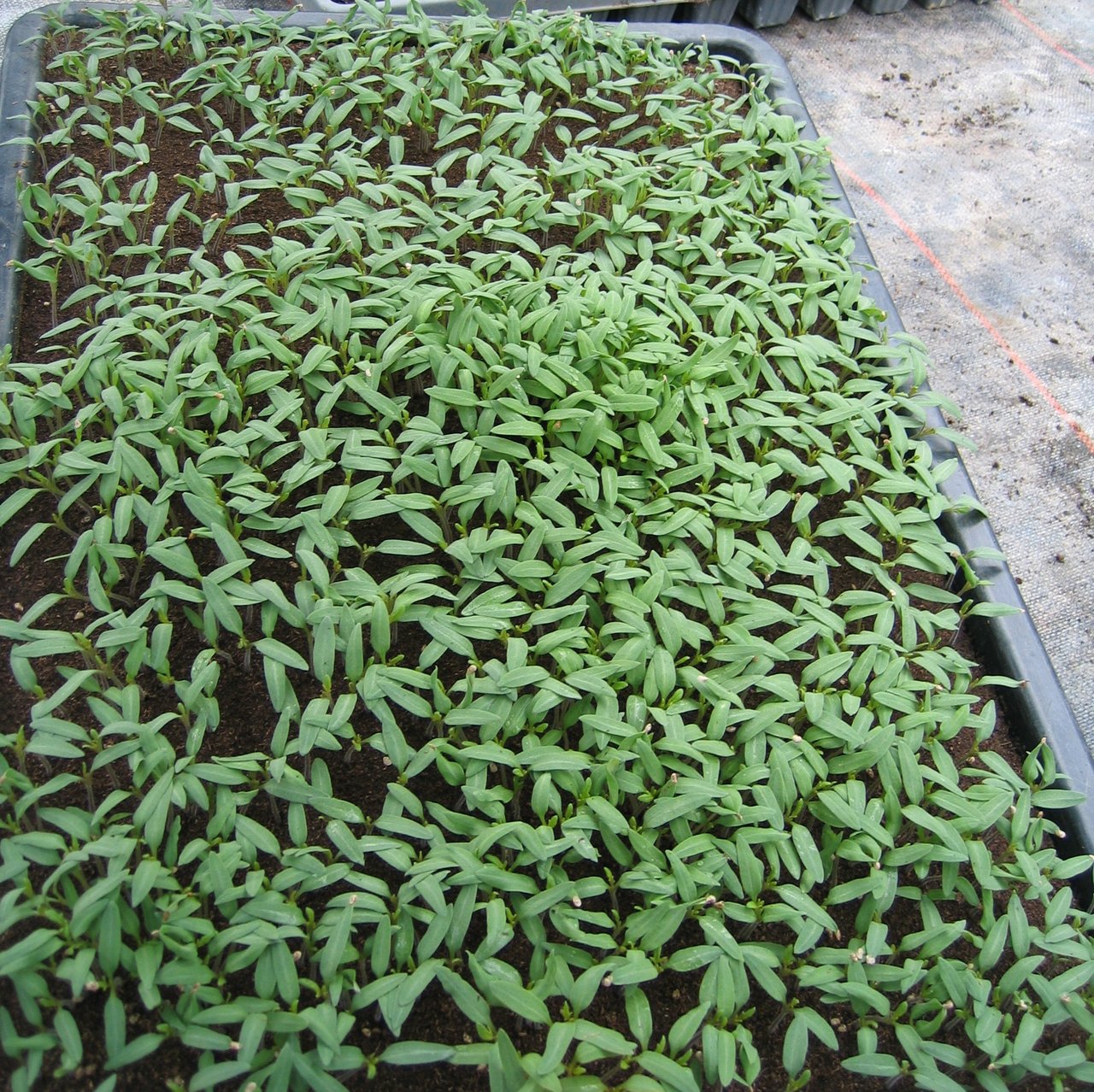 Terrine de semis vue de dessus après la levée, plantules de tomate encore toutes au stade cotylédons, deux feuilles étroites et opposées par pied