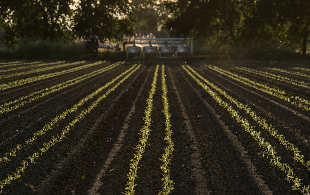 Système de micro-irrigation goutte-à-goutte enterré sous un alignement de plants de tomates, tuyau perforé et distribution lente au pied de chaque plant.