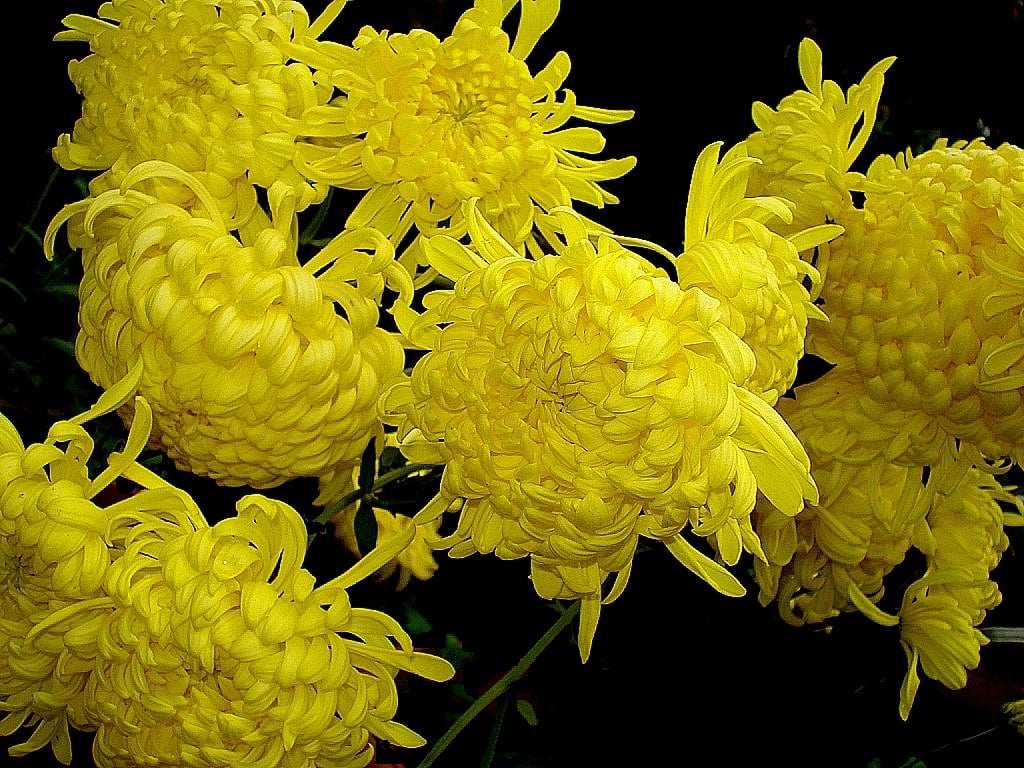 Fleurs de chrysanthème (Chrysanthemum × morifolium) jaune doré, symbole impérial japonais kiku