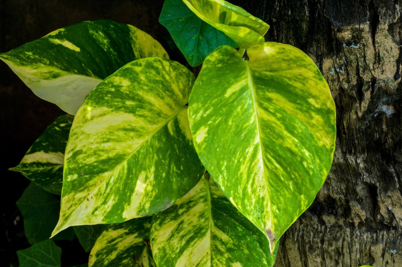 Potosovec zlatý (Epipremnum aureum) v previse, vlajková rastlina zelenej steny v interiéri, znášajúca tieň