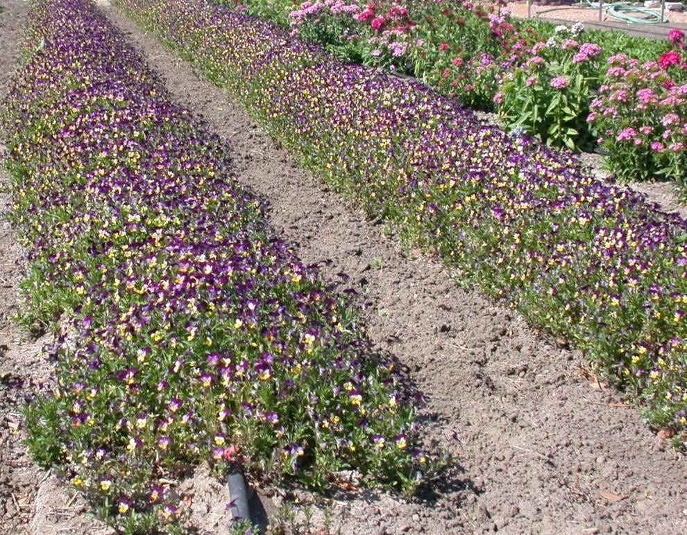 Pensée des jardins aux pétales bicolores en gros plan