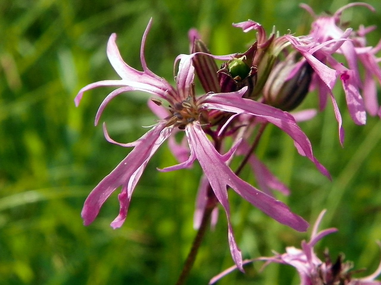 Silène fleur de coucou en touffe dans une prairie humide, tiges dressées portant des fleurs roses