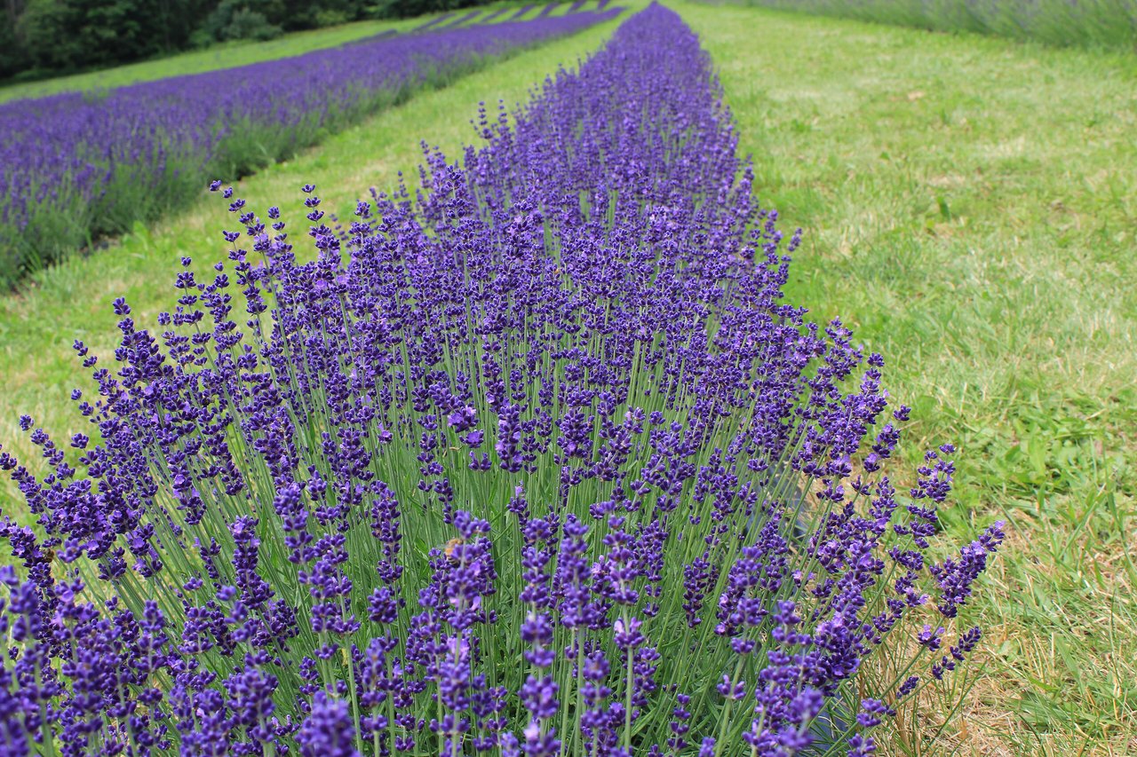 Épis de lavande vraie aux fleurs violettes portés par de fines tiges au feuillage gris-vert