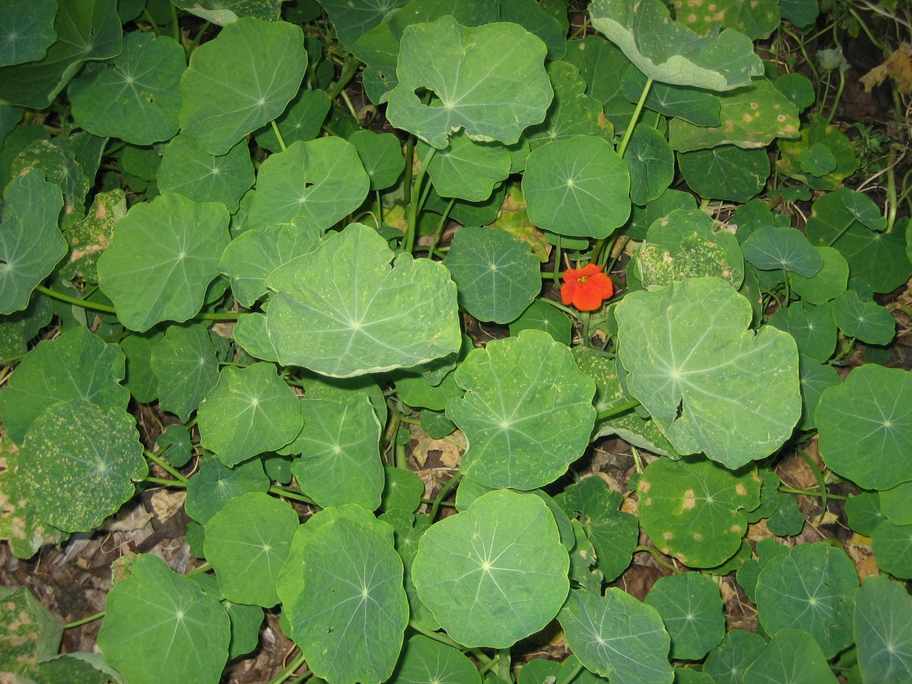 Fleur orange de capucine (Tropaeolum majus) au-dessus de feuilles rondes peltées