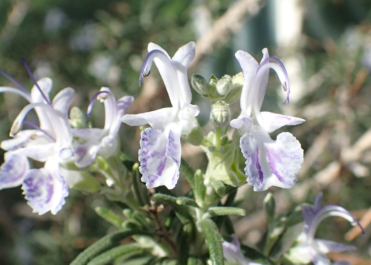 Petites fleurs bleu clair de romarin (Salvia rosmarinus) le long d'un rameau au feuillage étroit et aromatique