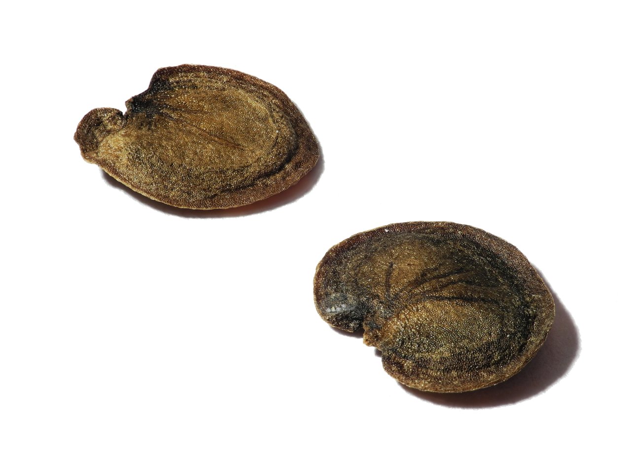 Siliques translucides de monnaie du pape révélant leur cloison nacrée argentée