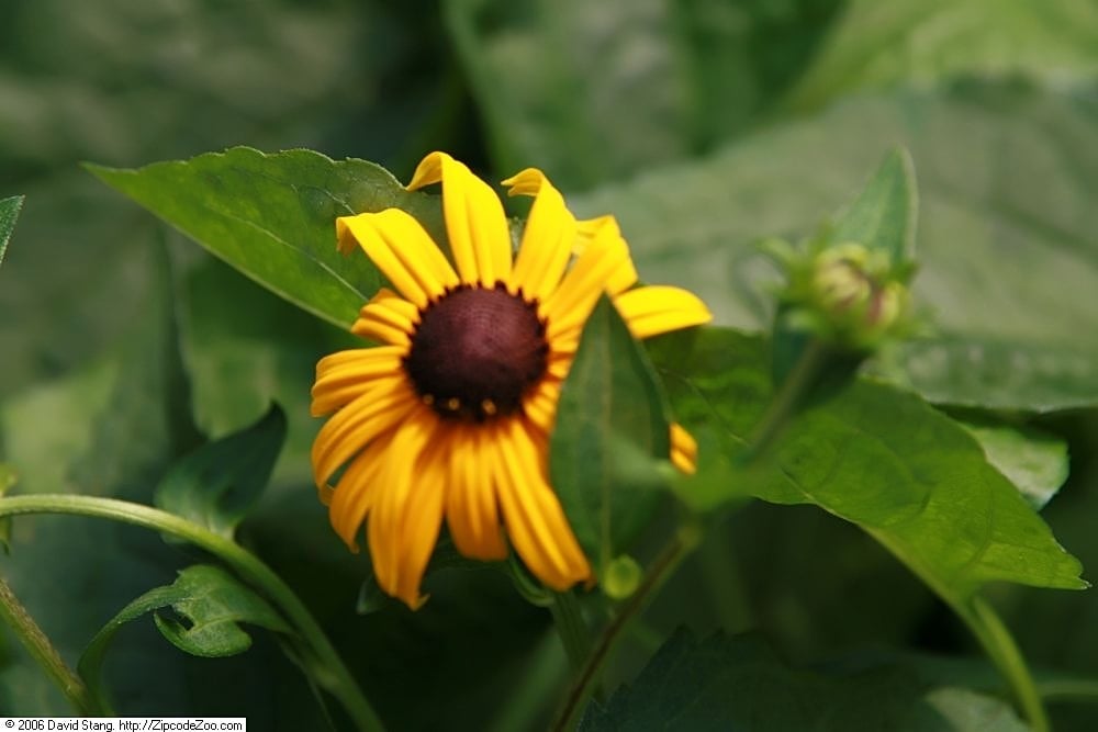 Capitules jaune d'or à cône sombre de rudbeckia 'Goldsturm'