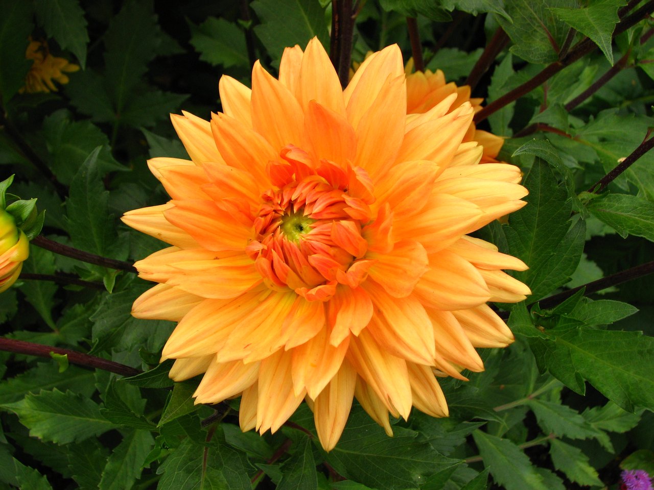 Fleur de dahlia orange double en pleine floraison