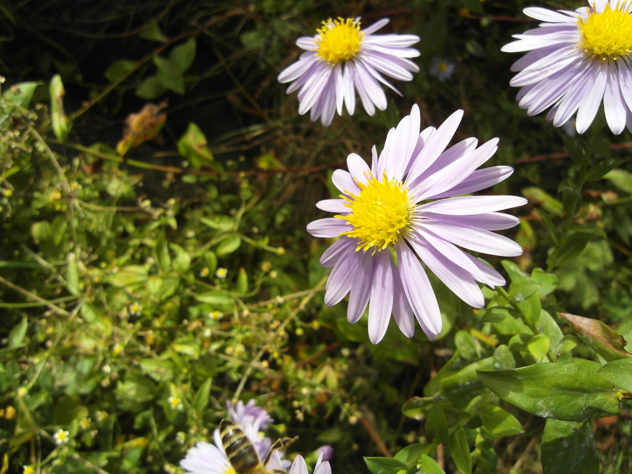 Fleurs mauves d'aster de la Nouvelle-Belgique en pleine floraison automnale