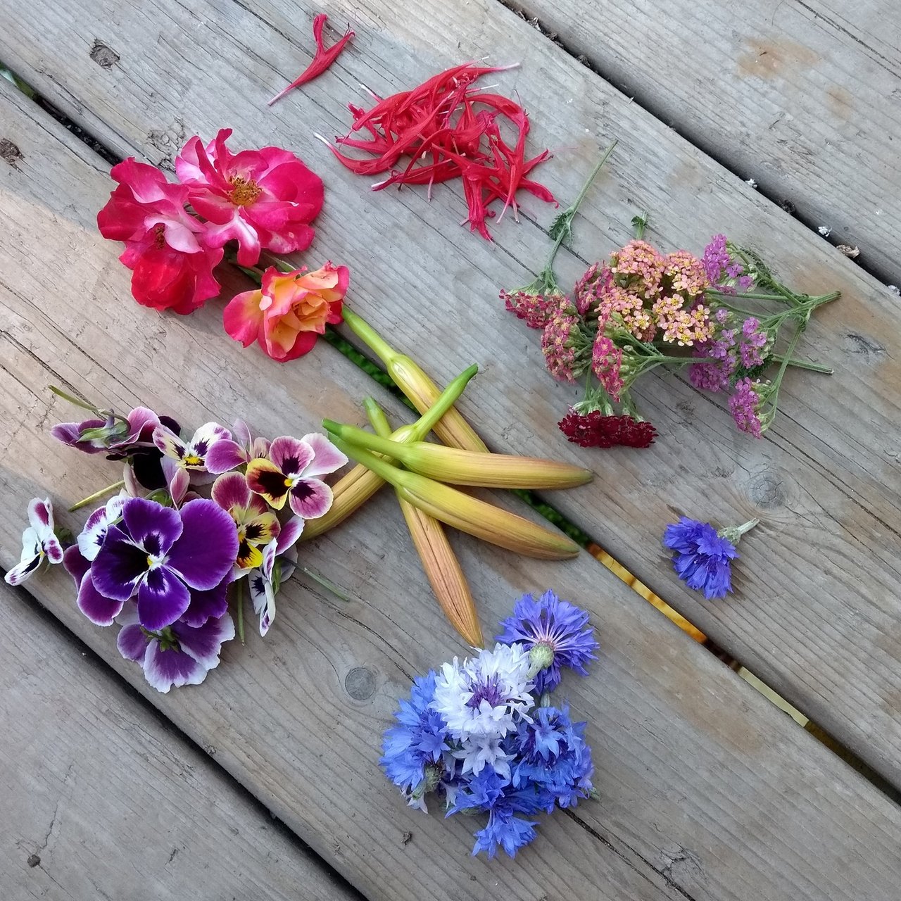 Planche de fleurs comestibles assemblées par couleurs : monarde rouge, achillée blanche, centaurée bleue, viola jaune-violet, rose rose et boutons d'hémérocalle orange, illustration d'une typologie sensorielle multi-espèces.