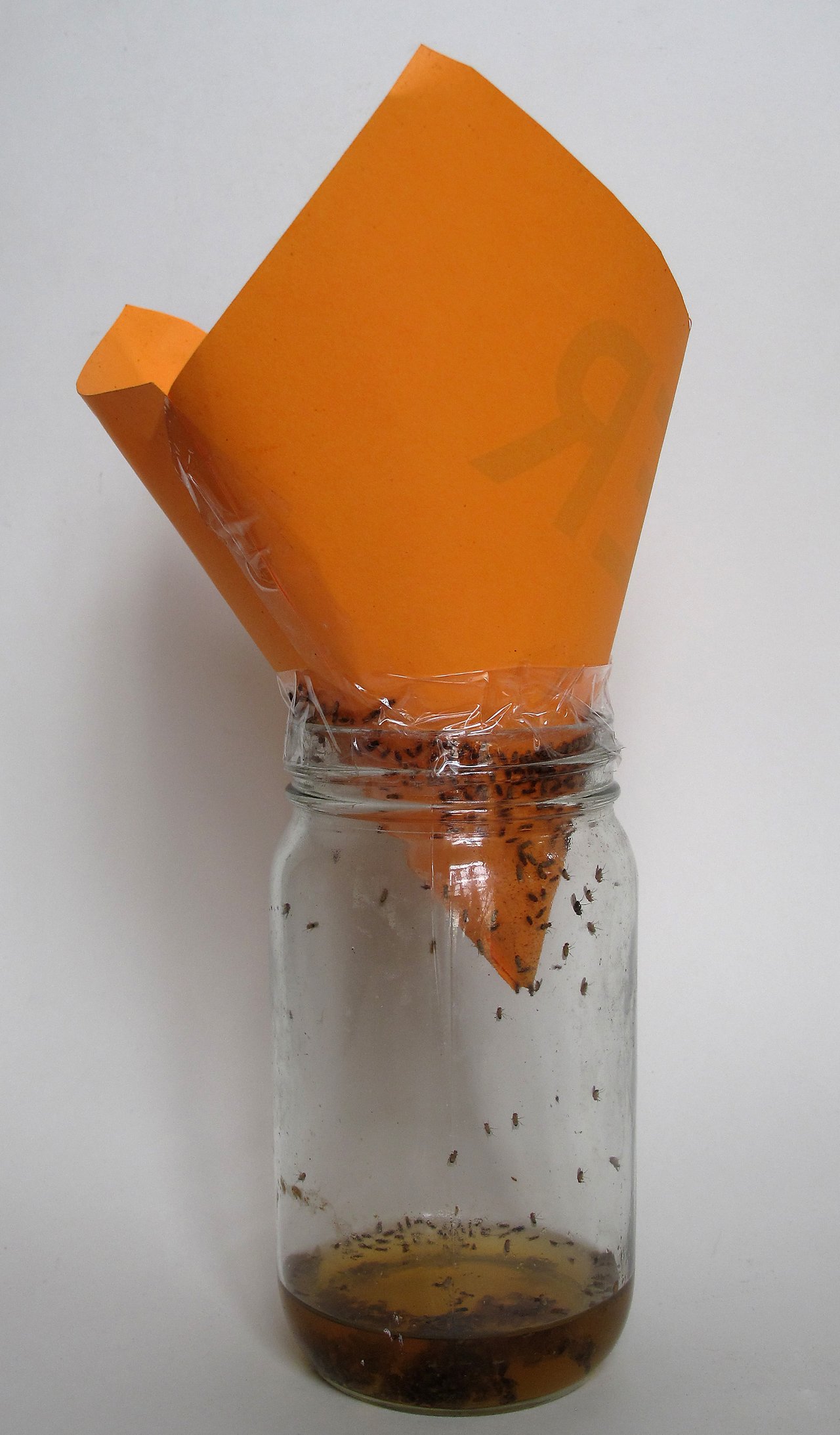 Piège anti-drosophiles maison : bocal avec cône en papier et appât au vinaigre pour capturer les moucherons