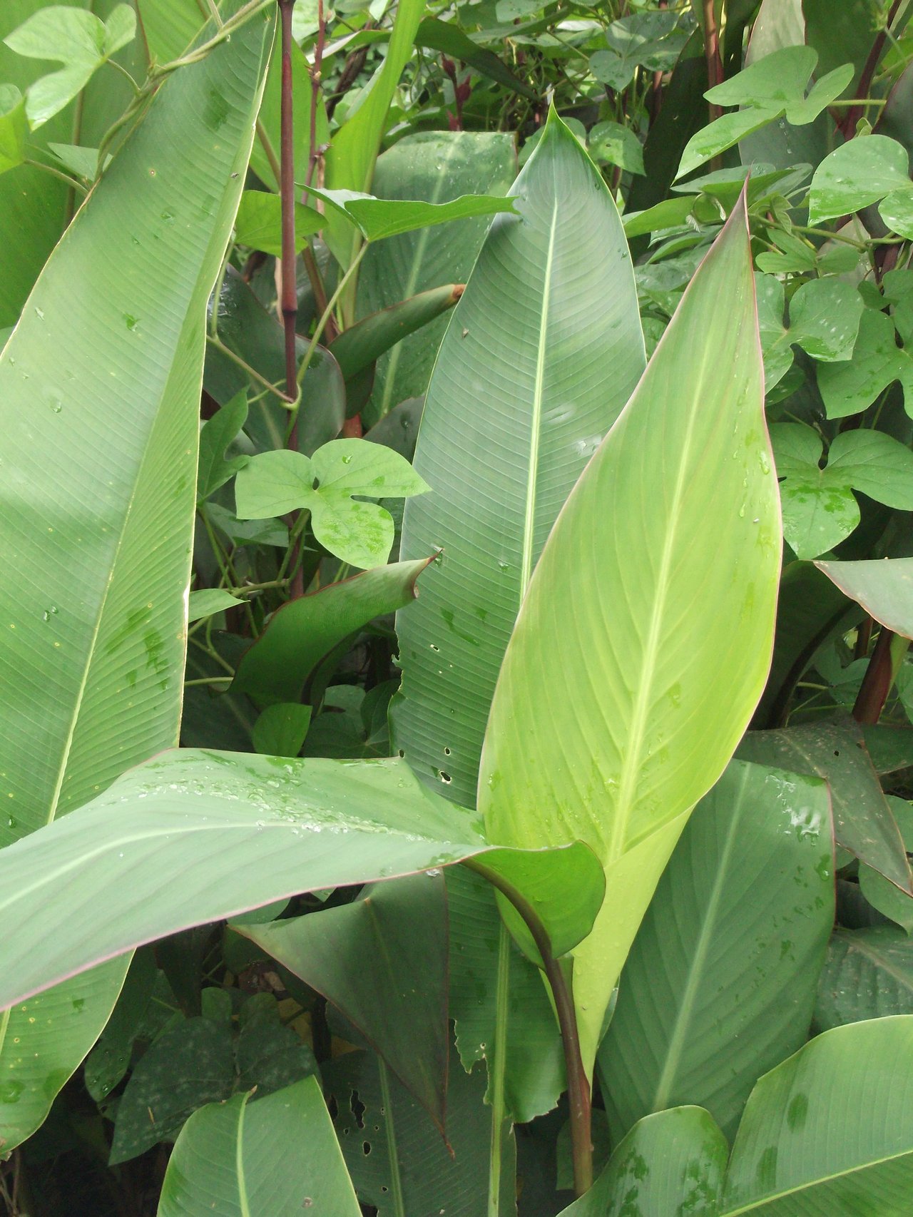 Fleur de canna orange vif sur feuillage ample