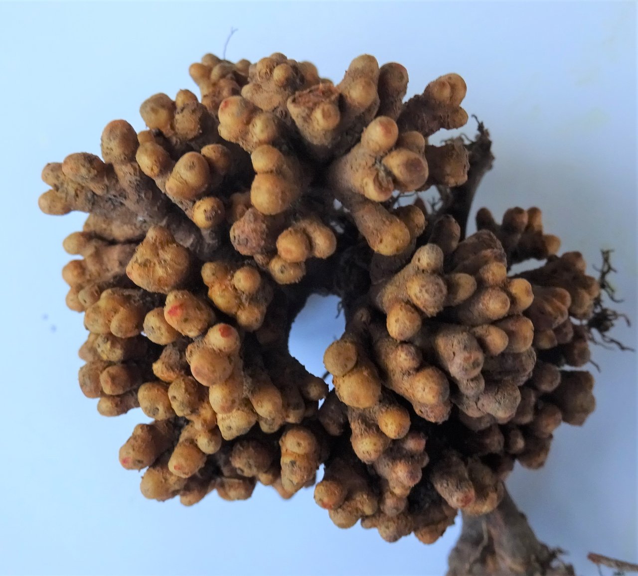 Aulne glutineux (Alnus glutinosa) avec nodules racinaires Frankia, illustrant la fixation symbiotique de l'azote en jardin-forêt