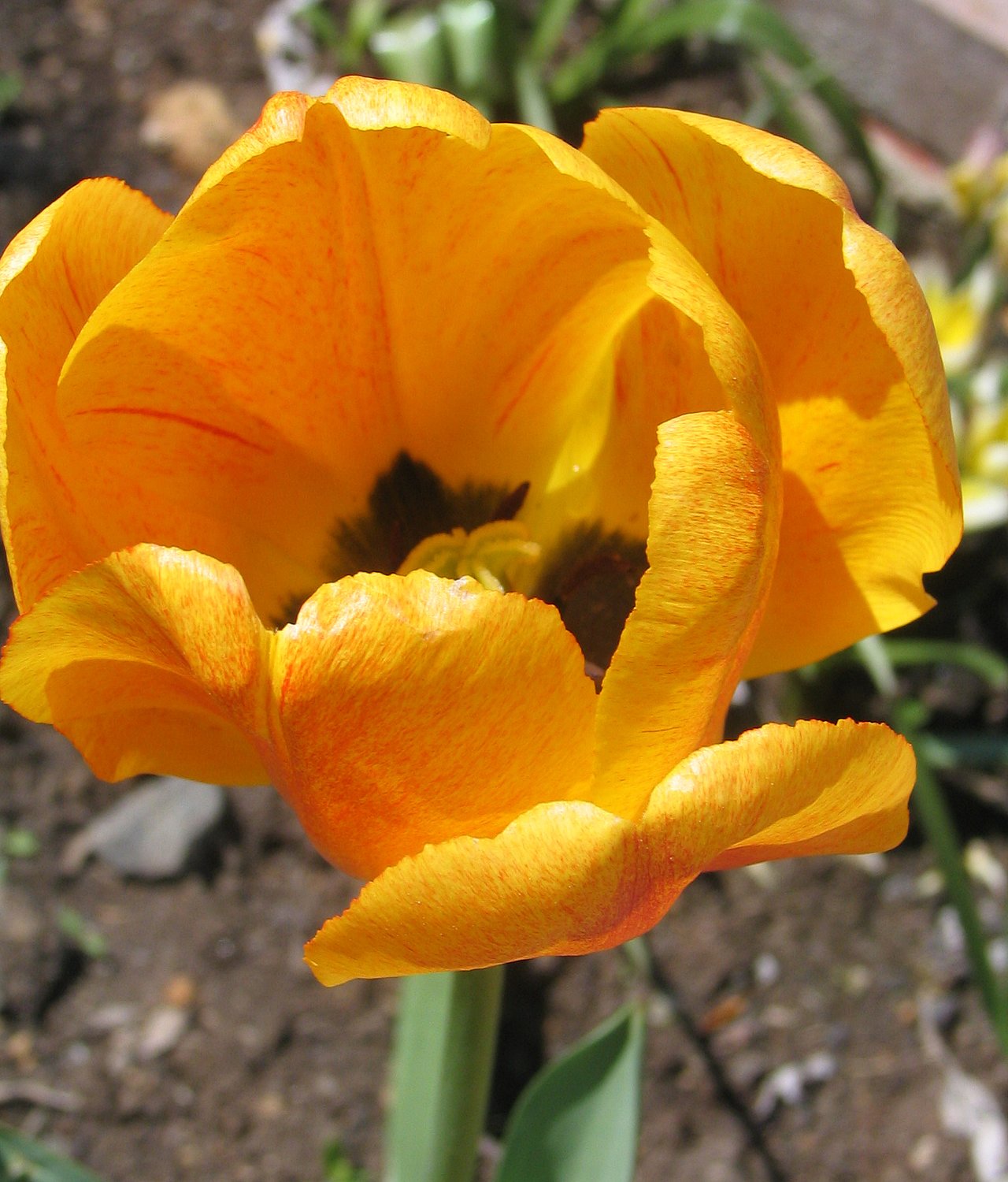 Sytě žlutý tulipán s přímou siluetou na jaře