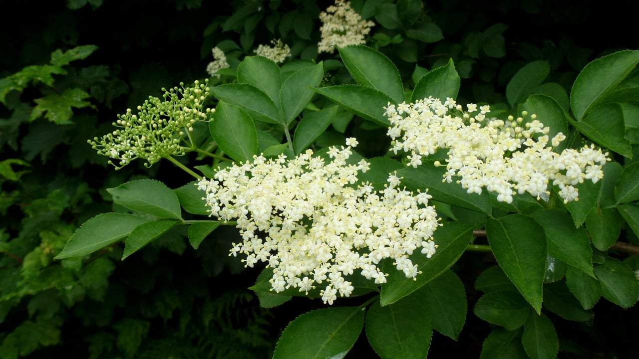 Ombelles de fleurs de sureau noir épanouies sur l'arbuste en mai-juin, prêtes à cueillir par temps sec