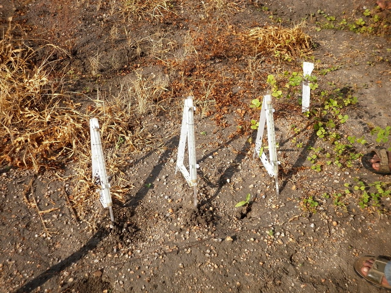 Thermomètres de sol plantés à 5 cm de profondeur dans une parcelle de potager, instruments de référence pour mesurer la température minimale de germination par espèce