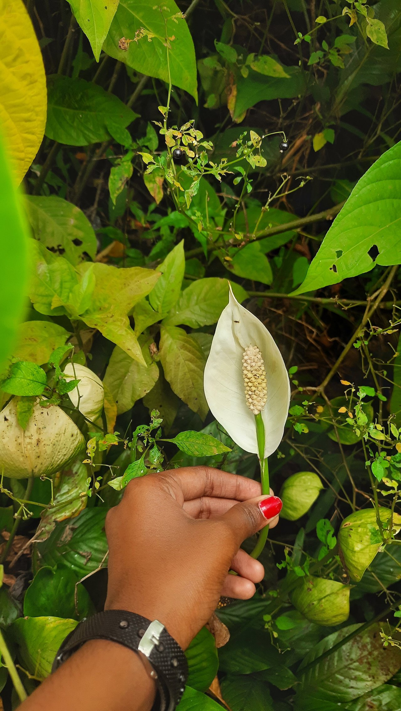Trvanlivé bílé toulec lopatkovce (Spathiphyllum wallisii) nad lesklými listy