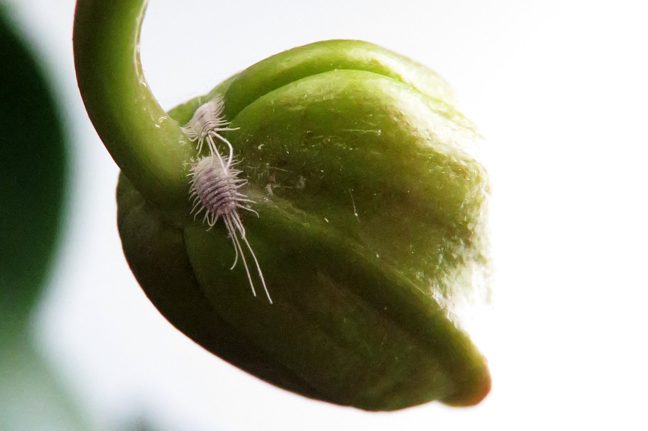 Cochenille farineuse blanche installée sur un bouton floral d'orchidée