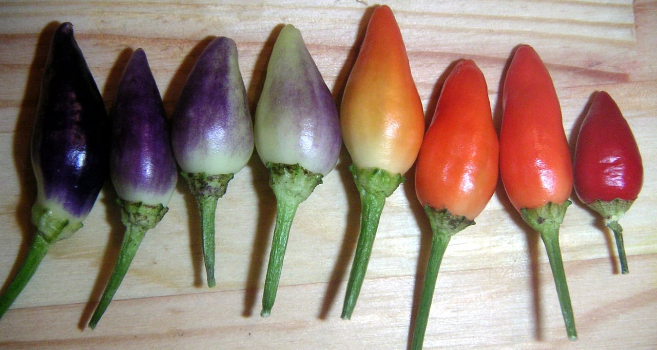 Fruits de poivron 'NuMex Twilight' (Capsicum annuum) en cours de maturation, verts à pourpres