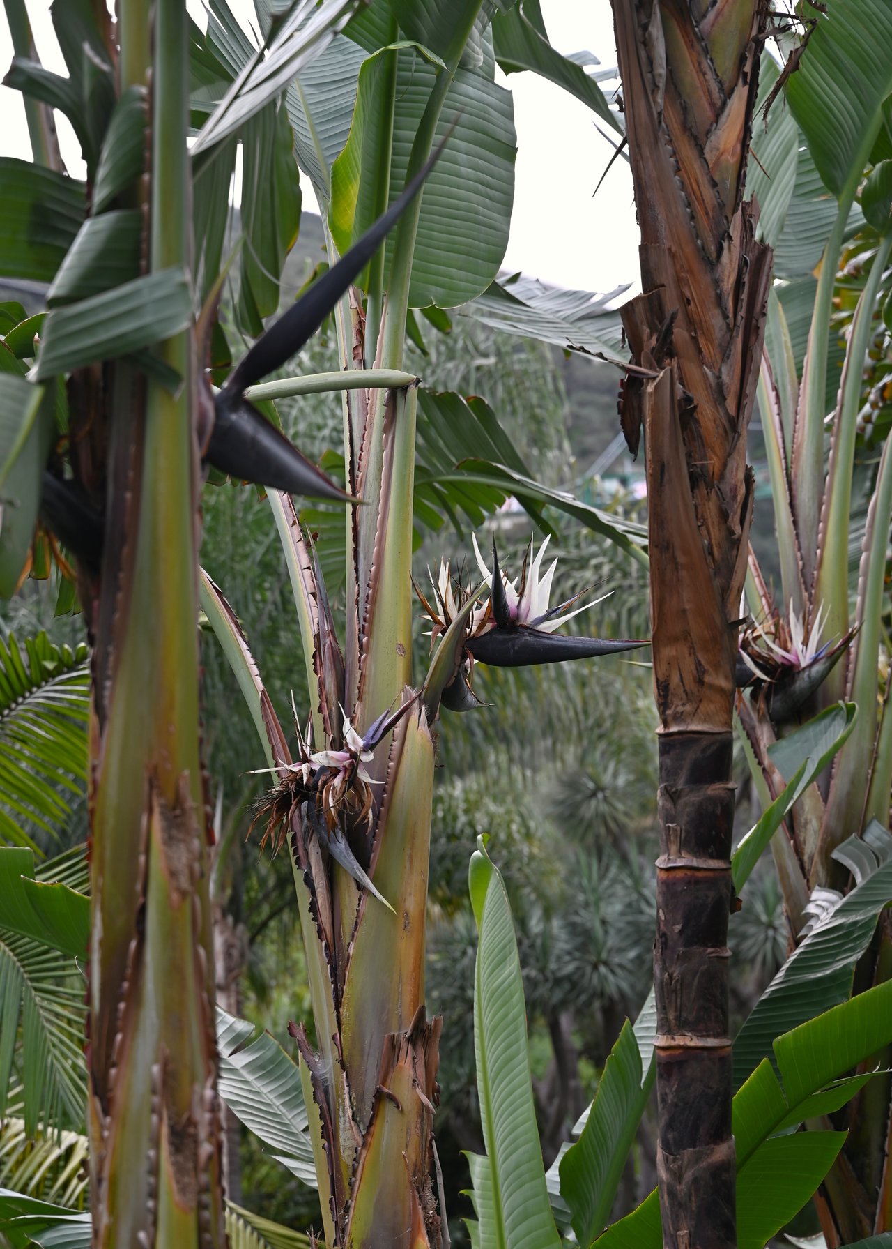 Grandes feuilles dressées de Strelitzia nicolai en intérieur