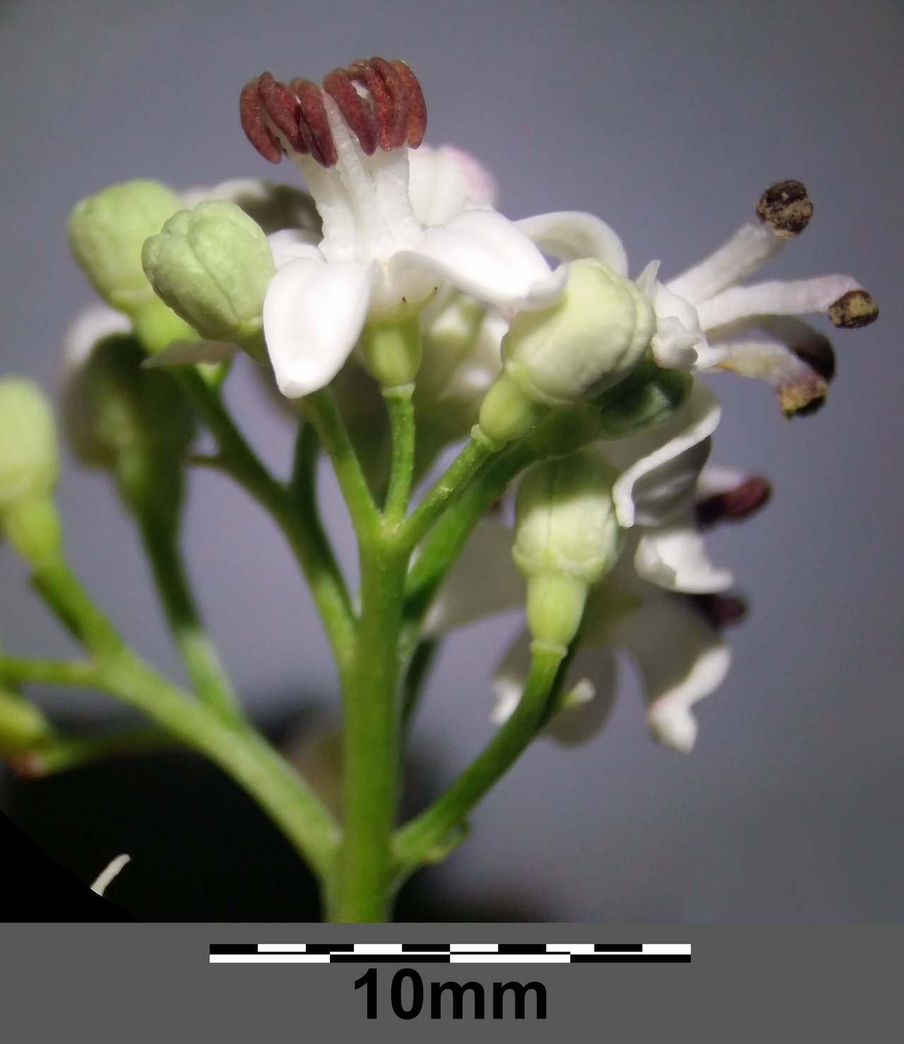 Inflorescence du sureau hièble, sosie toxique herbacé aux fleurs dressées, à ne jamais confondre avec le sureau noir