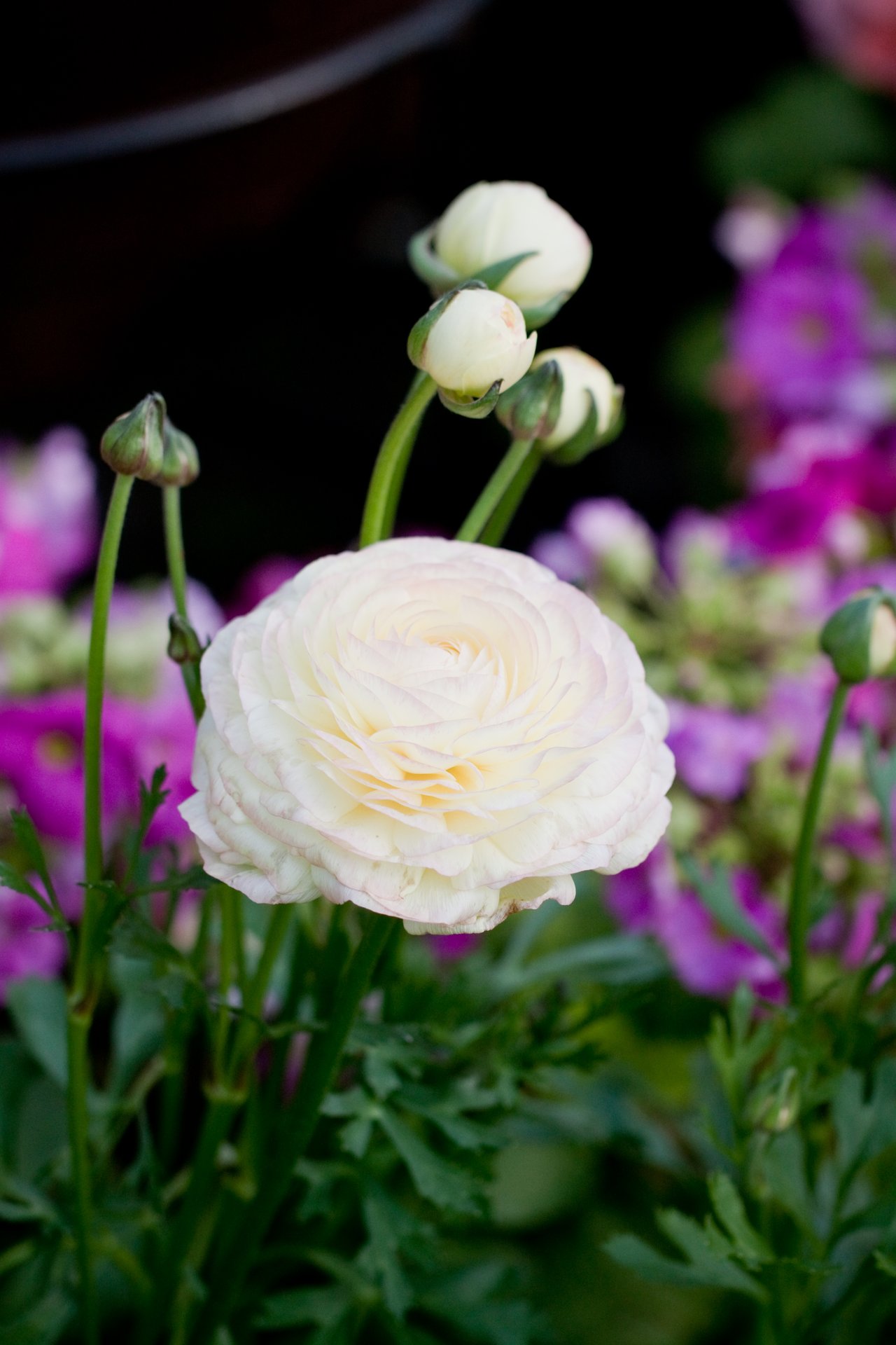 Bílý pryskyřník (Ranunculus asiaticus) s nahuštěnými okvětními lístky do číše