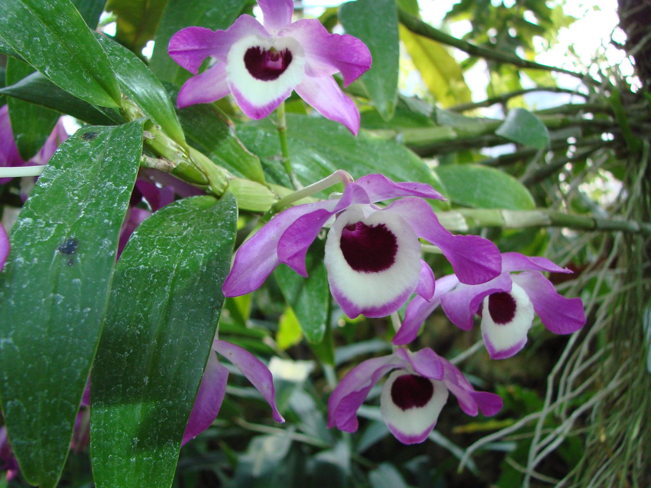 Pied d'orchidée bambou aux cannes dressées et feuillage étagé cultivé en pot