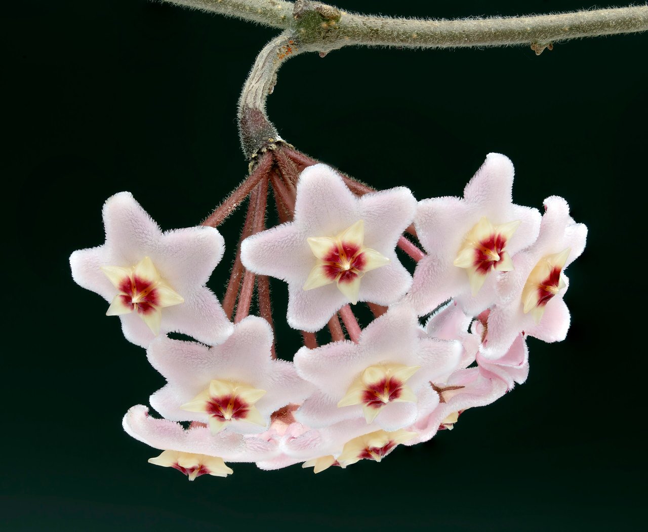 Feuilles épaisses et fleurs en ombelle du hoya carnosa
